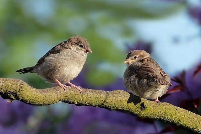 photo de l'évangile du jour
