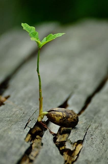 photo de l'évangile du jour